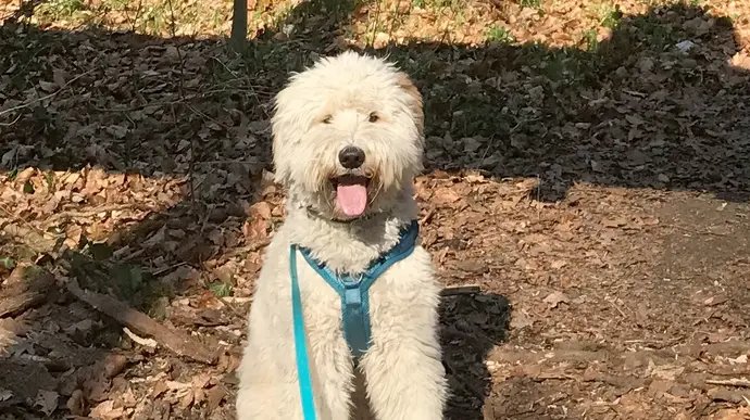 Ein fröhlicher Hund steht in einem Waldstück und trägt ein Geschirr.