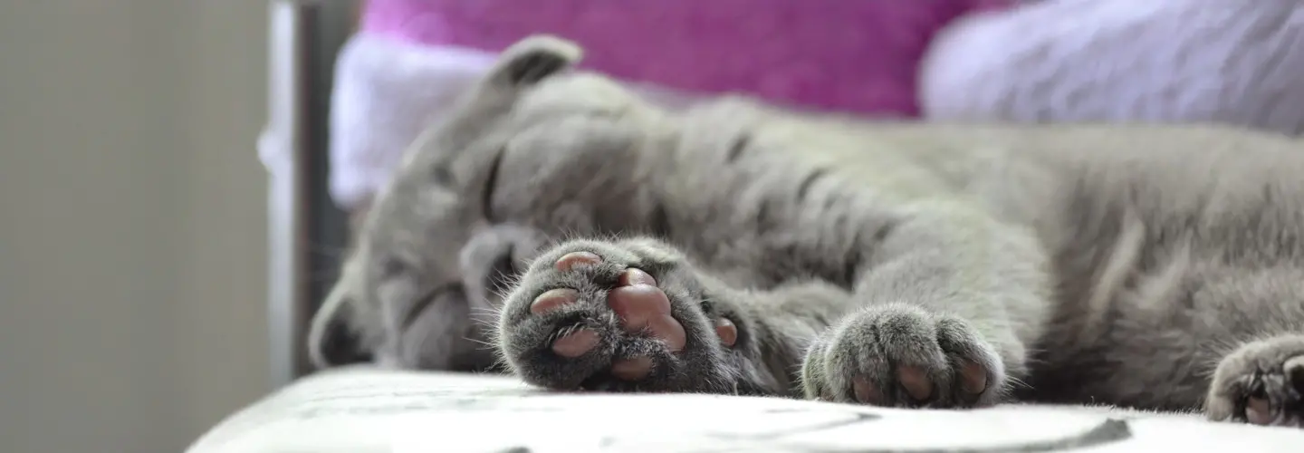 Schlafende Katze mit sichtbaren Pfoten grau