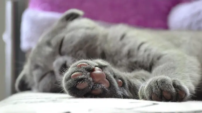 Schlafende Katze mit sichtbaren Pfoten grau