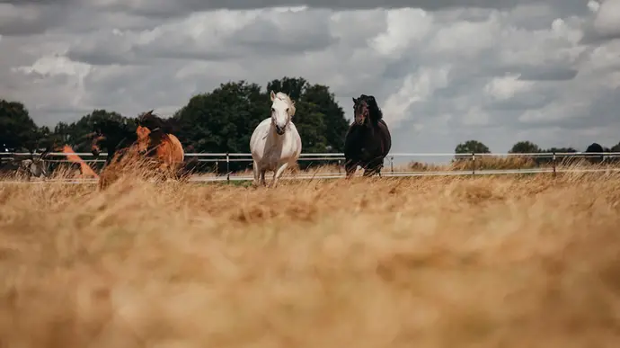 Mehrere Pferde gallopeiren über die Weide