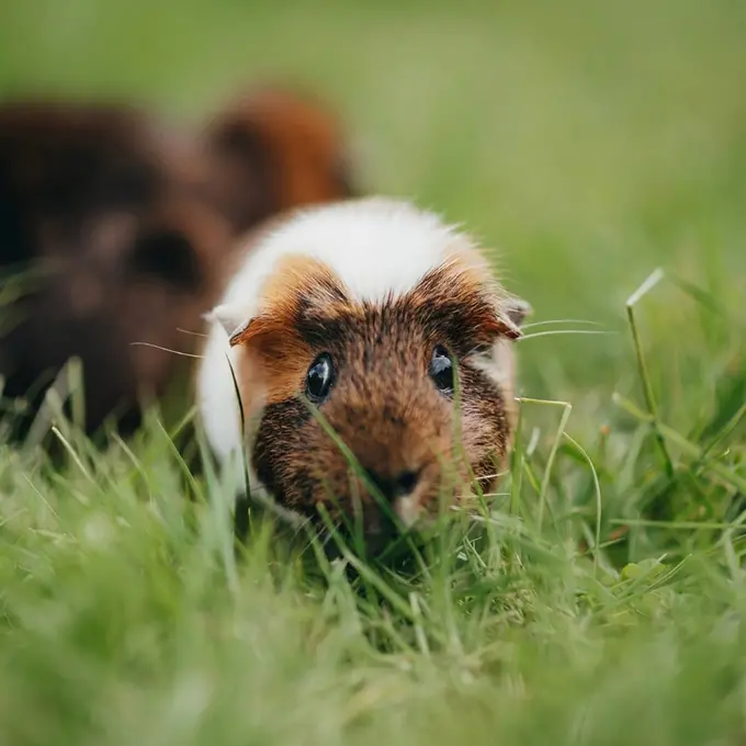 Meerschweinchen mit braun-weißem Fell im grünen Gras