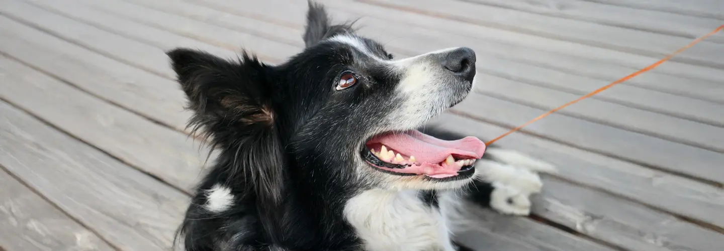 Hund mit geöffnetem Maul, der zur Seite schaut