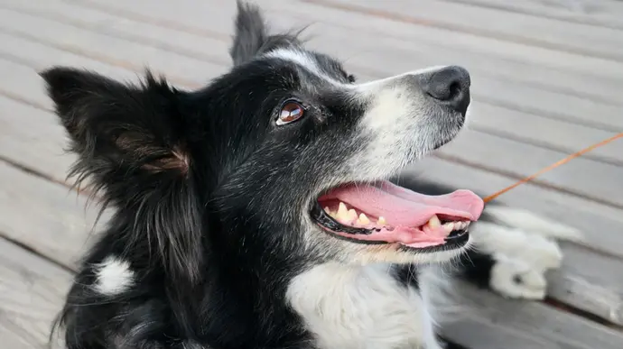 Hund mit geöffnetem Maul, der zur Seite schaut