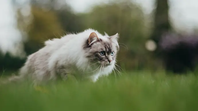 Eine weiß-graue Langhaarkatze mit blauen Augen schleicht konzentriert über eine grüne Wiese.