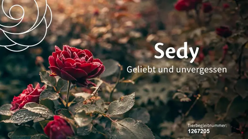 Thumbnail für Gedenkvideo Beispiel