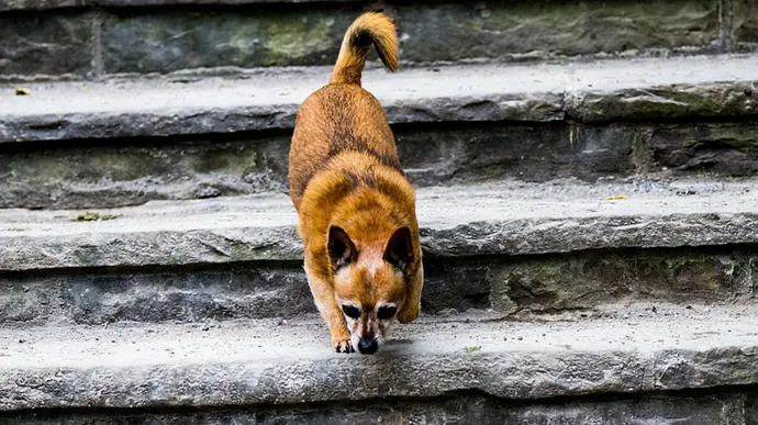 Ein kleiner brauner Hund läuft vorsichtig eine steinerne Treppe hinunter.