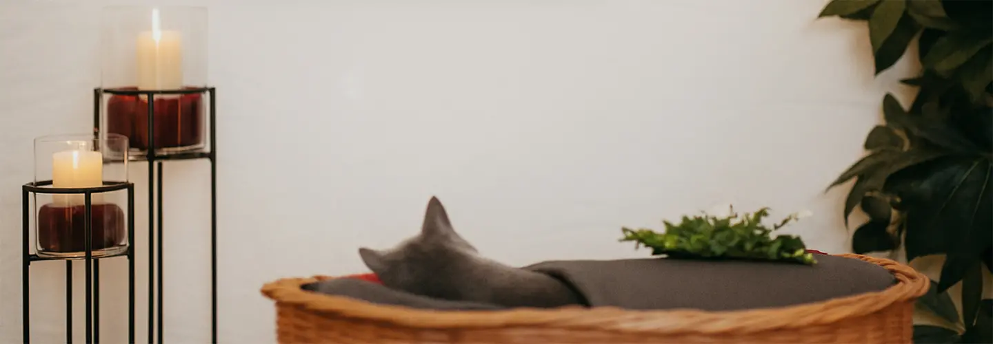 Verstorbene Katze im Weidenkorb mit Kerzen und Blumen – ein stiller Abschied im ROSENGARTEN-Tierkrematorium