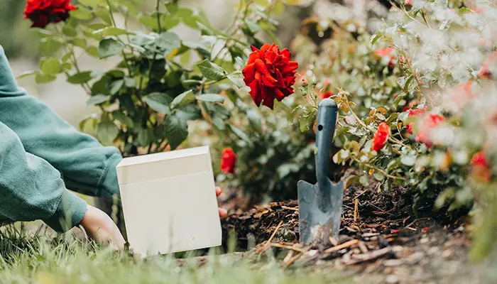 Das Bild zeigt eine Person, die eine helle Urne neben einem Rosenstrauch hält. Daneben steckt eine kleine Handschaufel im Boden.
