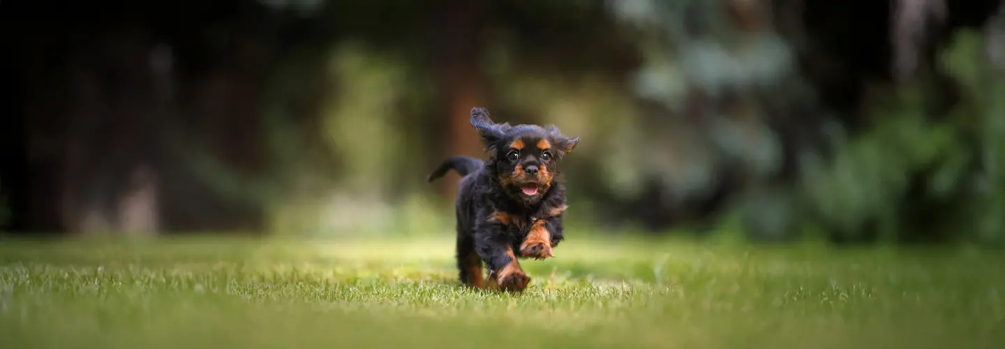 Hund läuft auf der grünen Wiese