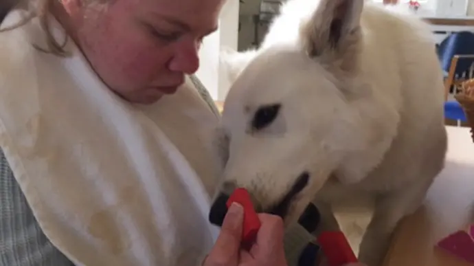 Eine Person füttert einen weißen Schäferhund am Tisch mit einem Spielzeug in der Hand.