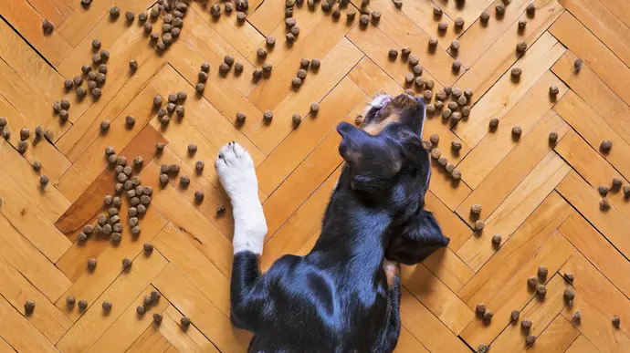 Hund liegt auf Boden mit Hundefutter