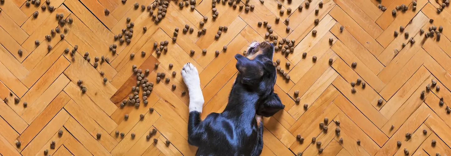 Hund liegt auf Boden mit Hundefutter