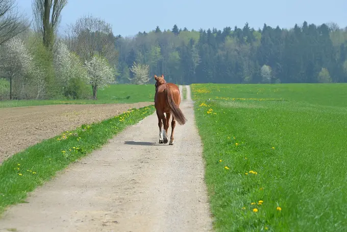 Braunes Pferd läuft einen Feldweg entlang, umgeben von grünen Wiesen und Bäumen