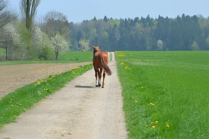Braunes Pferd läuft einen Feldweg entlang, umgeben von grünen Wiesen und Bäumen