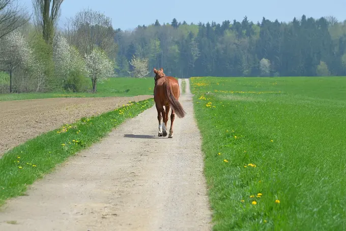 Braunes Pferd läuft einen Feldweg entlang, umgeben von grünen Wiesen und Bäumen