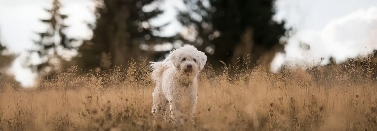 Hund draußen im hohen Gras