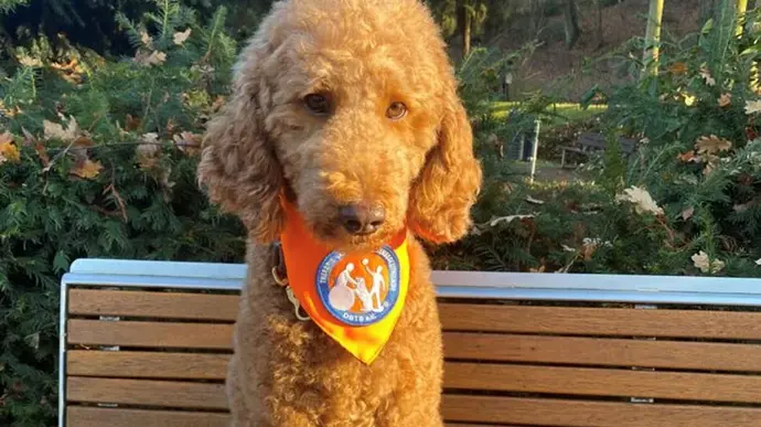 Ein Hund sitzt auf einer Bank im Park, trägt ein oranges Halstuch und schaut in die Kamera.