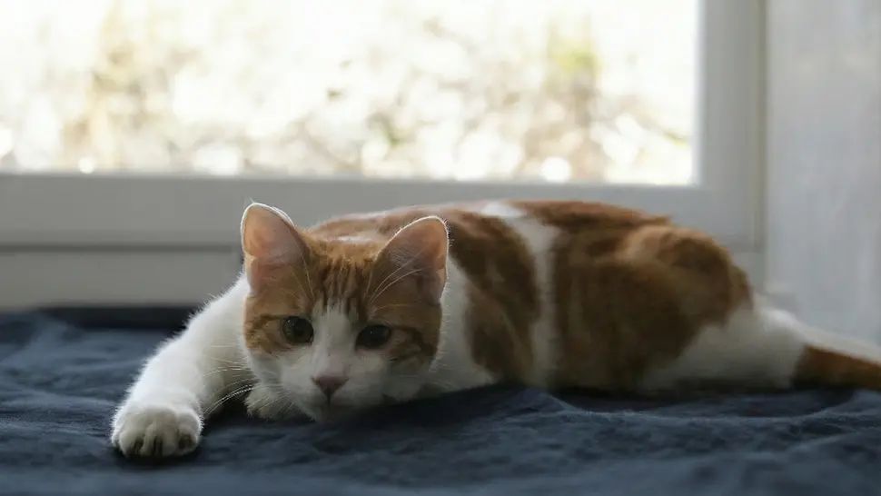 Orange-weiße Katze liegt entspannt auf einer Decke am Fenster