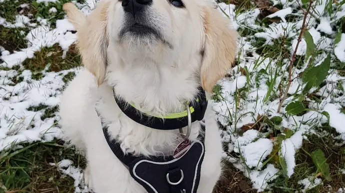 Ein Golden Retriever Welpe sitzt im Schnee und blickt nach oben. Der Hund trägt ein schwarzes Geschirr mit gelber Leine und sieht neugierig aus.