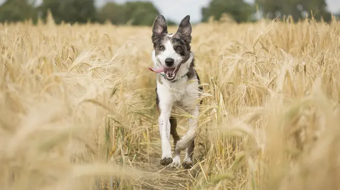 Hund rennt über eine grüne Wiese und wirkt dabei lebendig und verspielt