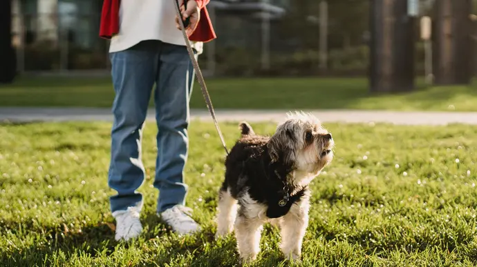 Ein Kind steht mit seinem kleinen, aufmerksamen Hund auf einer Wiese, umgeben von urbaner Umgebung.
