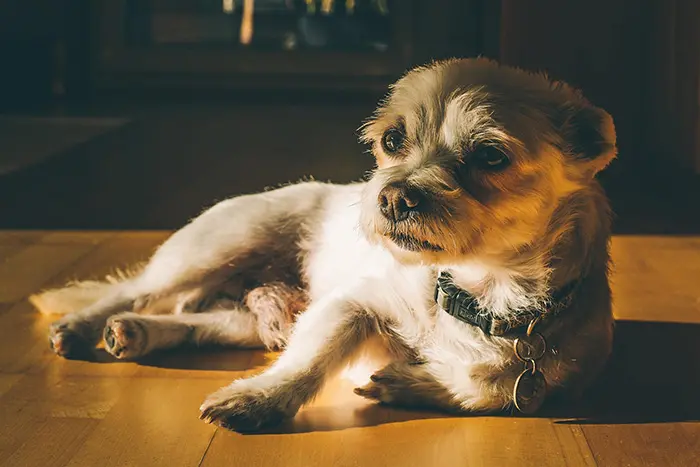 Ein Hund liegt auf dem Boden und schaut zur Seite